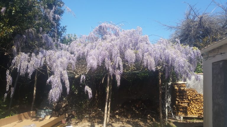 Image glycine